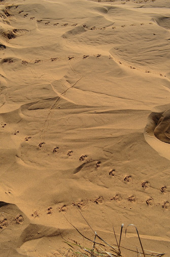 Animal tracks on sand dunes at Montana de Oro State Beach, San Luis Obispo, California.  January 2014.  