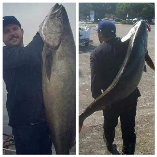 61 lb White Sea Bass