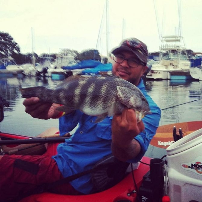 The famous spotted bay bass.
Location: Mission Bay, San Diego
species: spotted bay bass
Vessel: kayak 
Model: wilderness systems tarpon160
Reel: curado 200e
line: 20 lbs power pro
Rod: 7' med/heavy California
Arsenal: 1 oz led head with 8 inch curly tail in new penny color..aka neck puncher.
Style of fishing: banging docks.
I use heavy lines and big lures to target these species in the docks due to the aggressiveness..they can quickly tangle your lines and wraparound the pylons..In order to pull them out with out snapping your line you must utilize heavy braided lines..
This fish was not harm..All fish caught in the bay are strictly for the love of the sport and release after picture.
Cheers!
Kayakfishingaddicts
a.k.a Sonny Carig
Kayakfishingaddicts founder.

