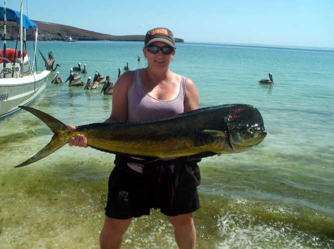 This was caught in LaPaz Sea of Cortez and I caught 10 that day and most of them were this same size! I was sooooo tired, my arms were sore and trembling!  For this one it took probably 30 minutes to get him into the boat.  These guys fight, jump, flip and dive to make for a good fight!