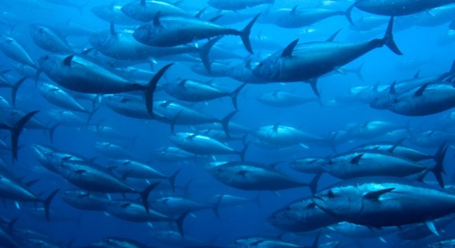 Bluefin tuna - Image by Gary Stokes