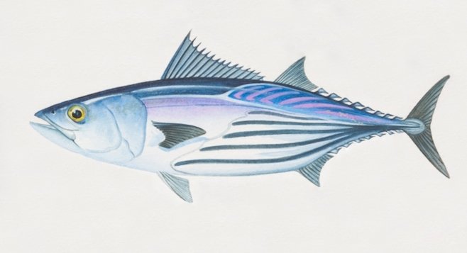 Skipjack Tuna, Katsuwonus pelamis