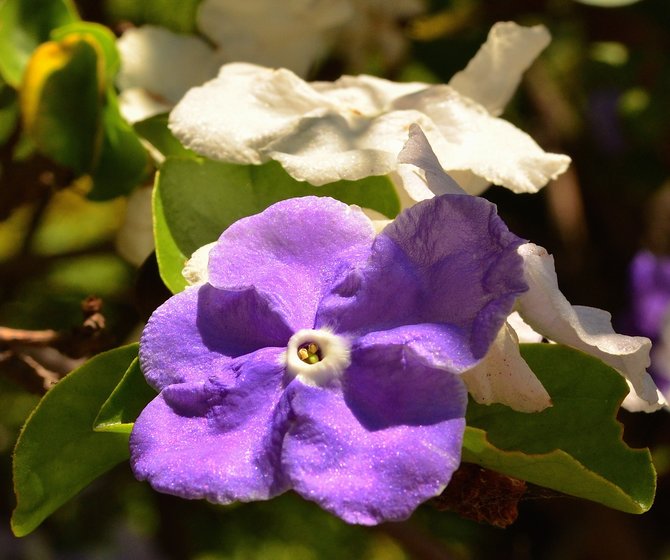 Yesterday-today-and-tomorrow flower (Brunfelsia pauciflora) at Balboa Park.  Late August 2014.  