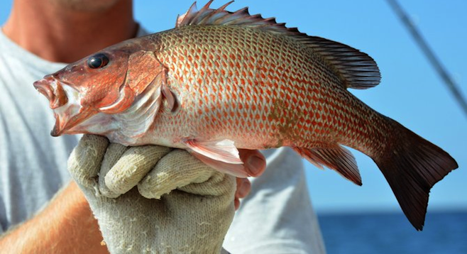 Mangrove snapper caught off Alabama's Gulf Coast. State limits are 10 fish a person. 