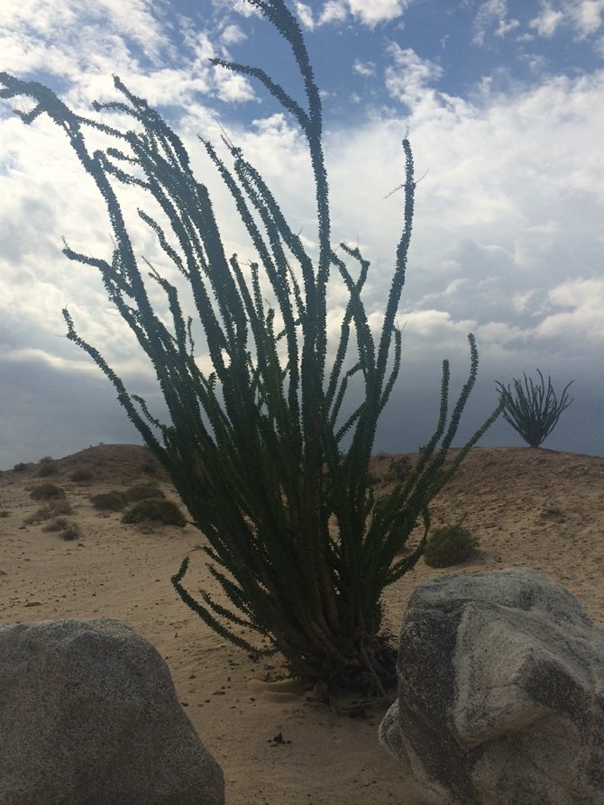 A determined Ocotillo after 3 years of drought