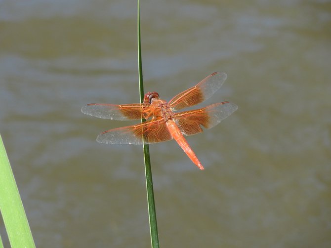 Dragonfly in one of the lily ponds at The Huntington Library in San Marino, CA.