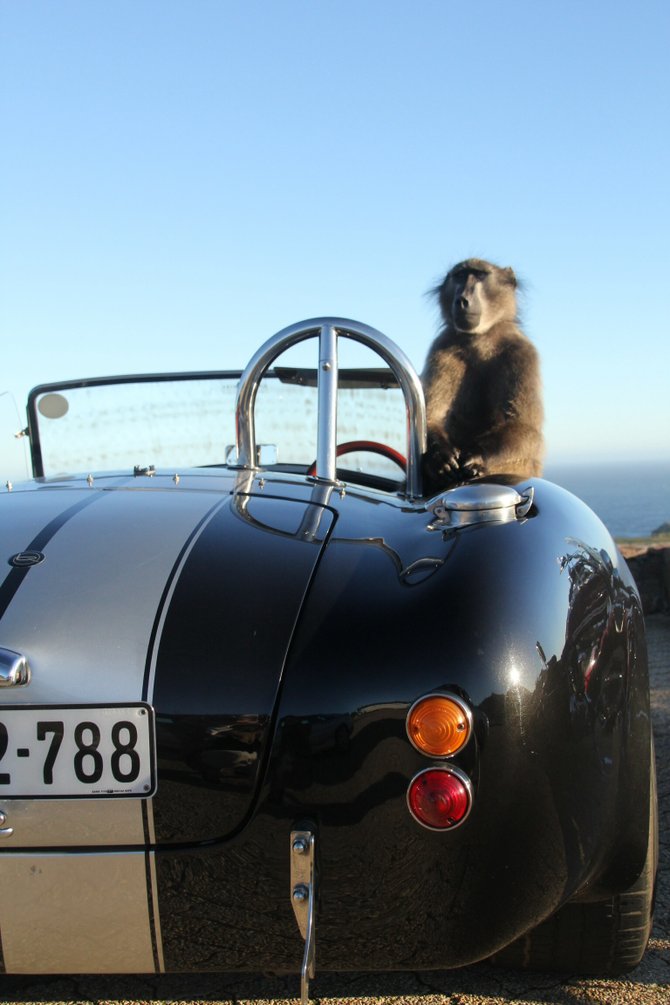While visiting South Africa, this baboon met a cobra...sports car