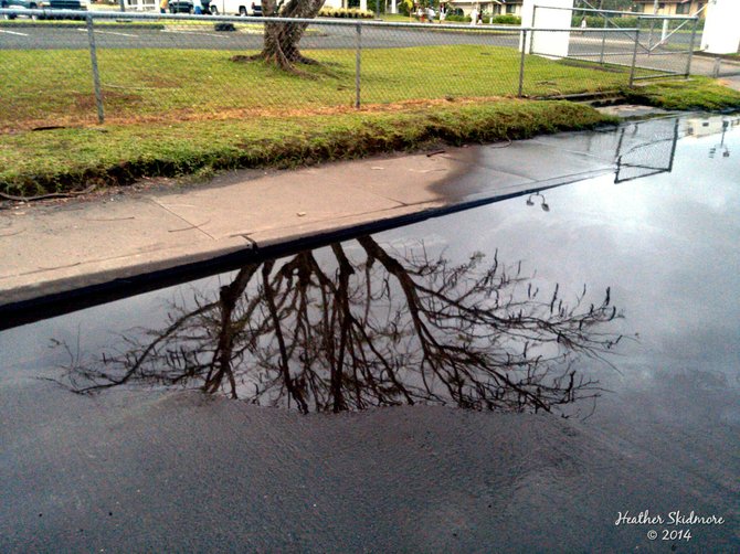 Puddle reflections in American Samoa