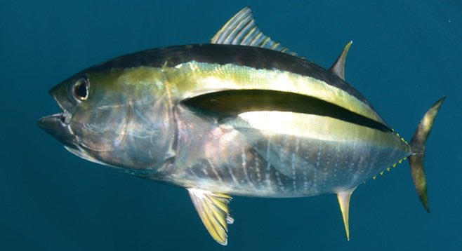 Yellowfin tuna - Image by FtLaudGirl