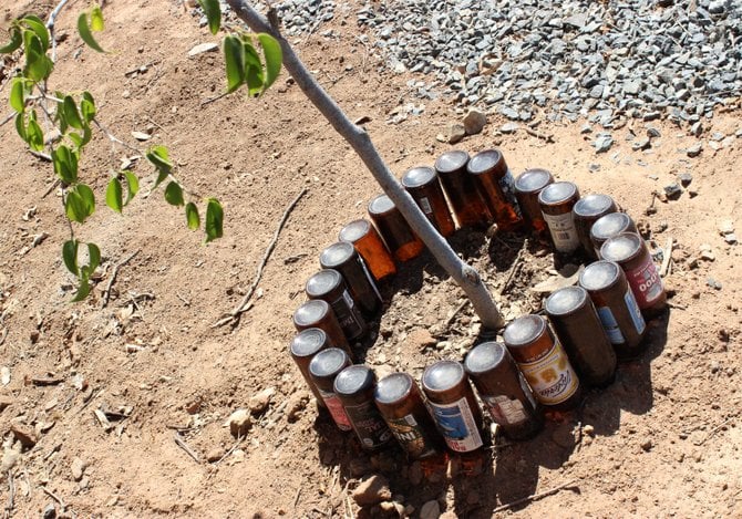 A tree grows in Valle de Guadalupe...amid numerous beer bottles