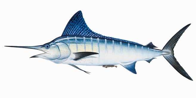 Illustration of a striped marlin