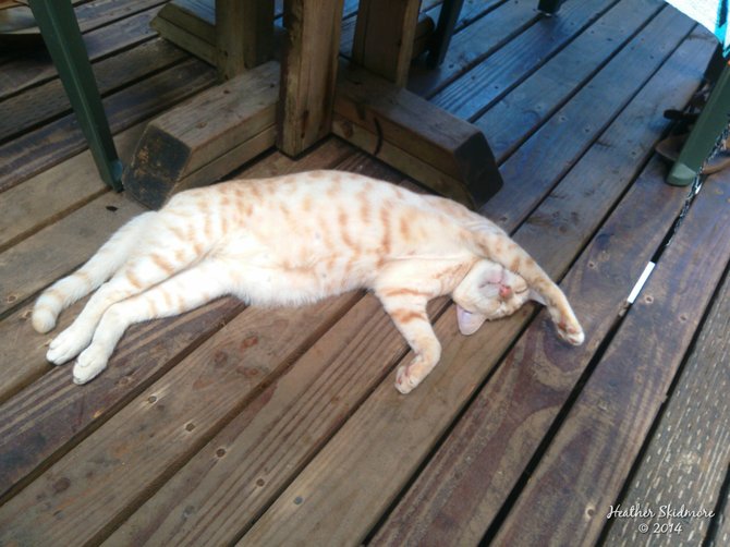 Island Cat.
American Samoa