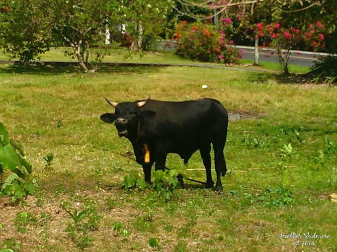 The only bull on the island.
American Samoa