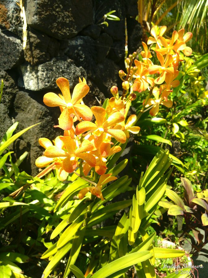 Orchids at Moana O'Sina
American Samoa