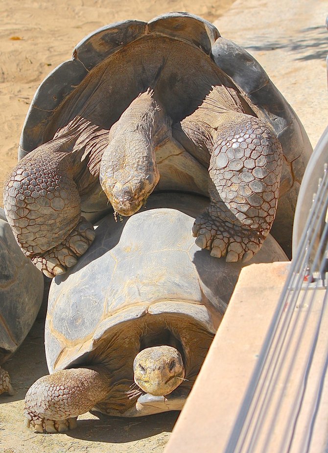 SD Zoo's Galápagos tortoises on Wednesday (Hump Day).