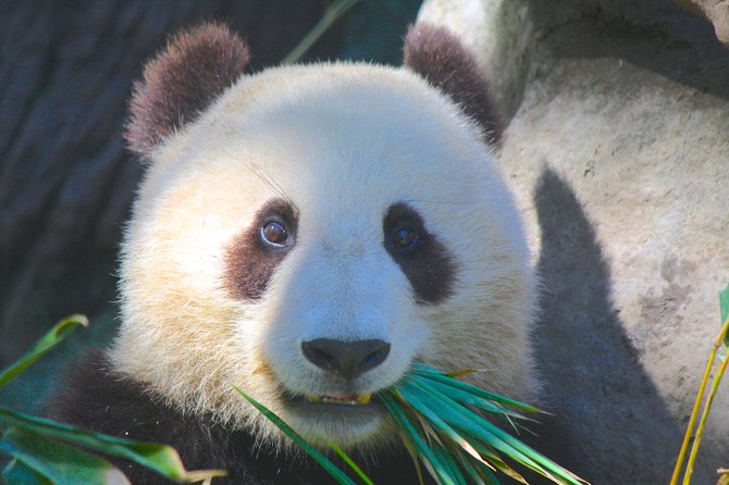 SD Zoo's 2 year old Panda cub, Xiao Liwu