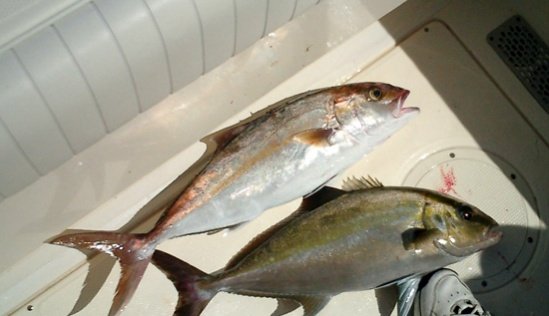 Almaco (below) and amberjack, from a Pensacola Fishing Forum user