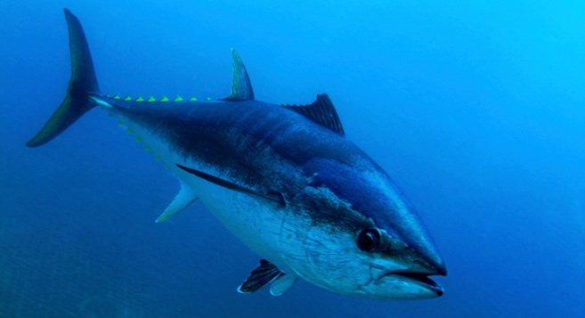 Bluefin tuna back | San Diego Reader