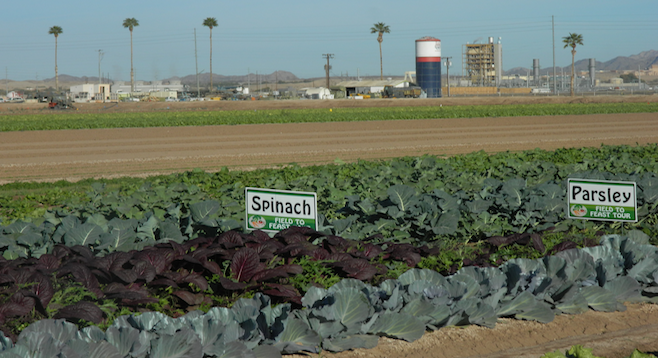 On the Field to Feast tour at the University of Arizona's experimental farm in Yuma.
