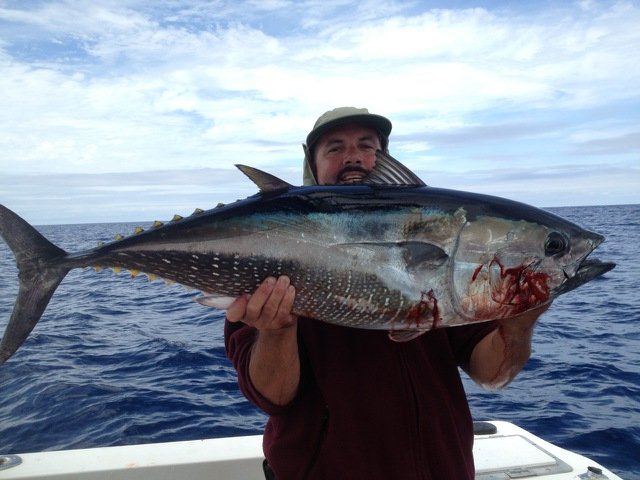 25 # yellowfin caught on live sardine at 302 mark! 20 min fight!