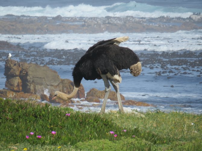 South African Ostrich 

Walking along the coast at Cape of Goof Hope. - Kendall Alaimo