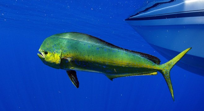 Dorado (aka mahi-mahi or dolphin fish)