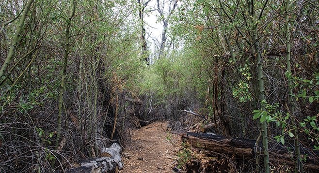 After 2003’s Cedar Fire, ceanothus made such a strong comeback that machete work was necessary to clear the trail.