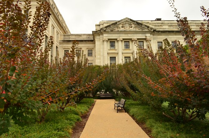 Beautiful group of Smoke Bush (Cotinus) plants outside the Department of Agriculture, Washington DC, September 2014.  