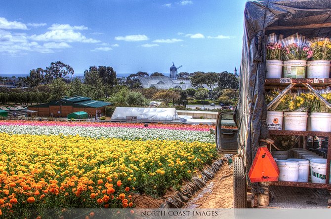 Loading up the truck at the Flower Fields.