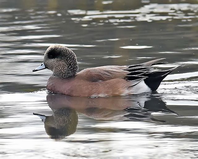 Eurasion Widgeon by Ray Spencer