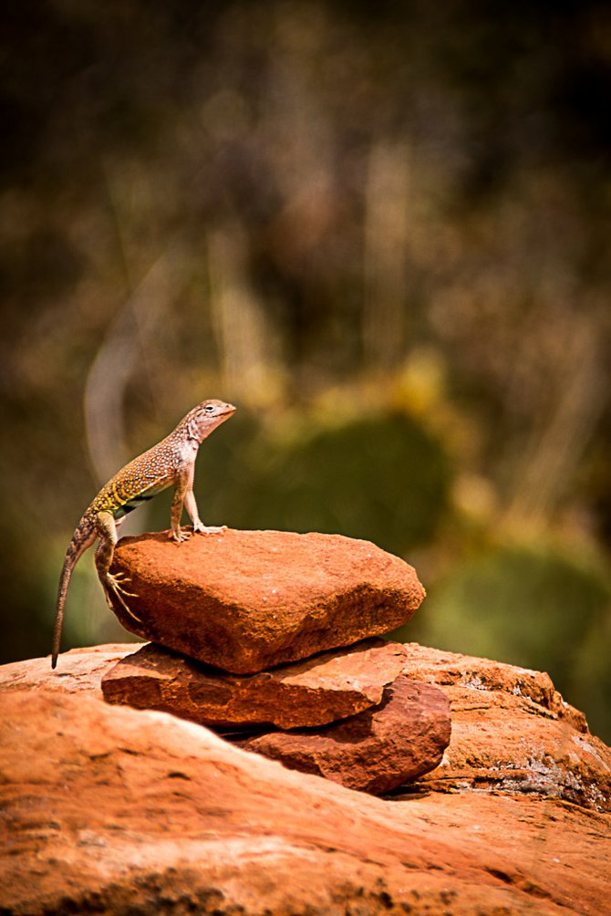 Lizard in Sedona