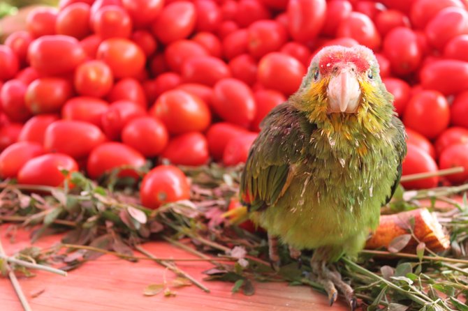 Parrot in Tepotzotlán's market. 