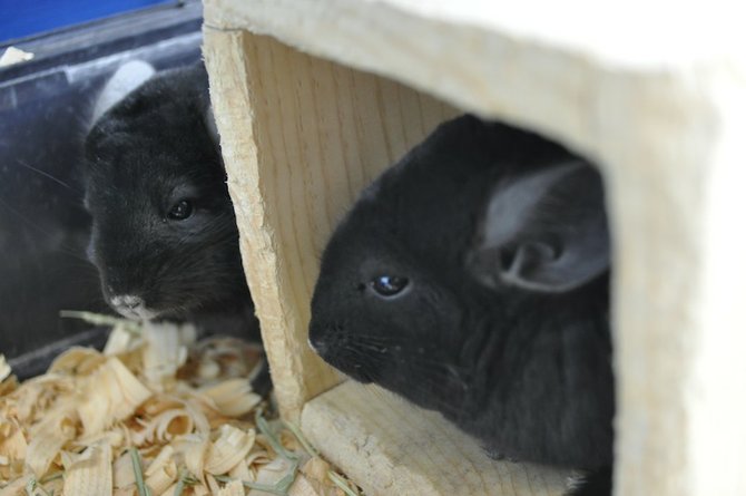These two chinchillas were named Brad and Angie after the rescue, according to a publicity statement by PETA. 