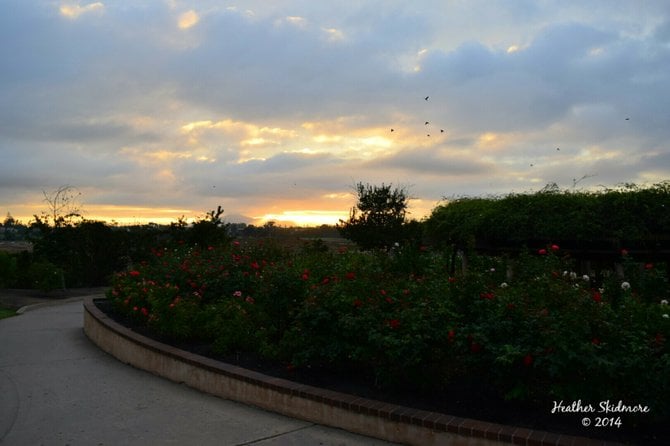 Balboa Park Sunrise 