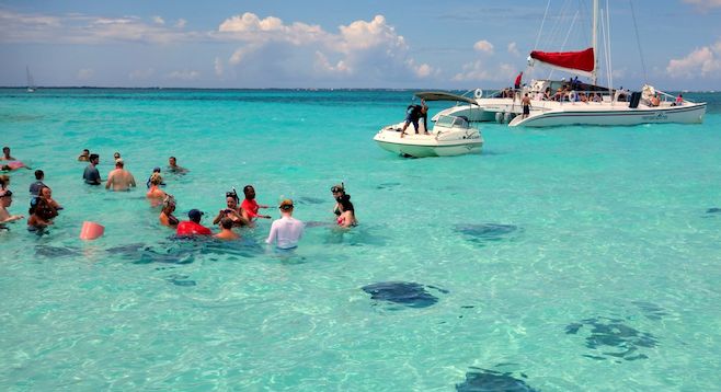 Snorkelers observe docile stingrays in the Caymans' Stingray City.  