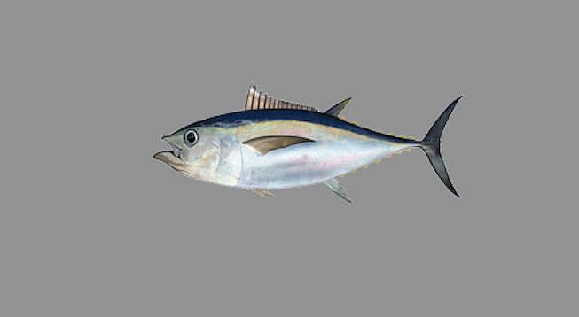 Pacific bigeye tuna (Thunnus obesus))