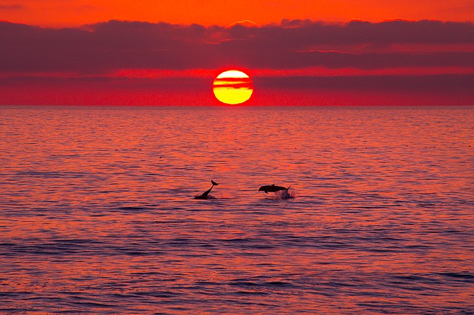 Dolphins playing off the coast of San Diego

Photo by Blake DeBock
www.debockphoto.com