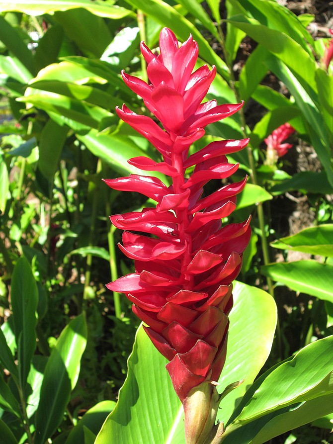 Red ginger flower, North Shore, Oahu