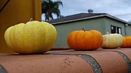 photo thumbnail
