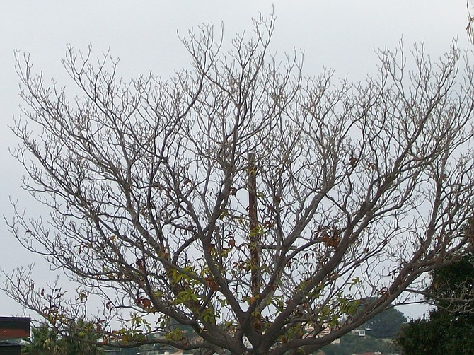 Bare tree in Point Loma.