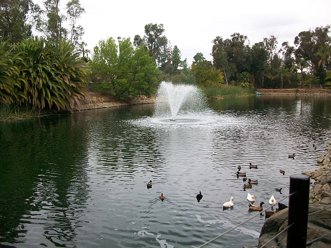 Ducks, geese and couts flock to Anthony's La Mesa "lake."