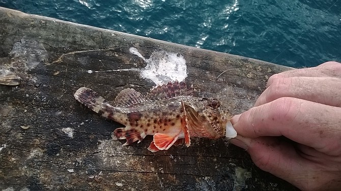 A Sculpin caught off of the OB pier late July, its was a quite a battle to over come the "huge" giant, about a good minute and a half it took, sweat starting to break, i was thankful i had good bait, some squid from the Ocean beach Pier Cafe`.
