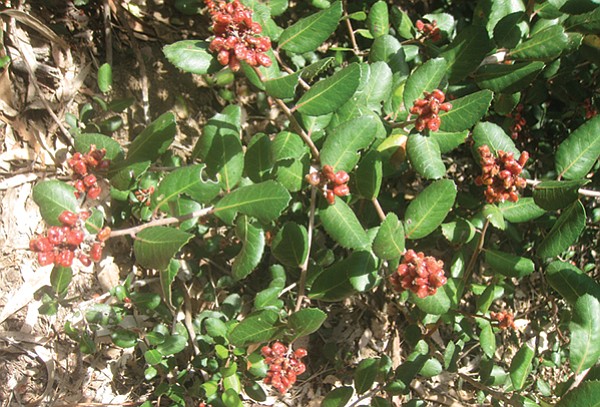 Lemonade berry is the most common plant on the trail.