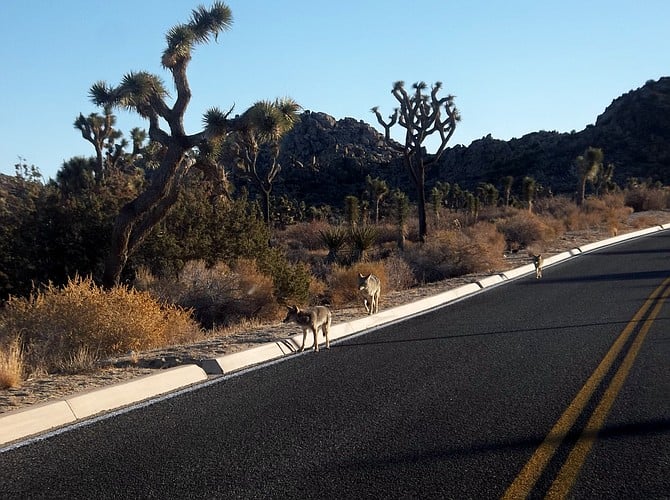 Joshua Tree  An approaching pack of coyotes