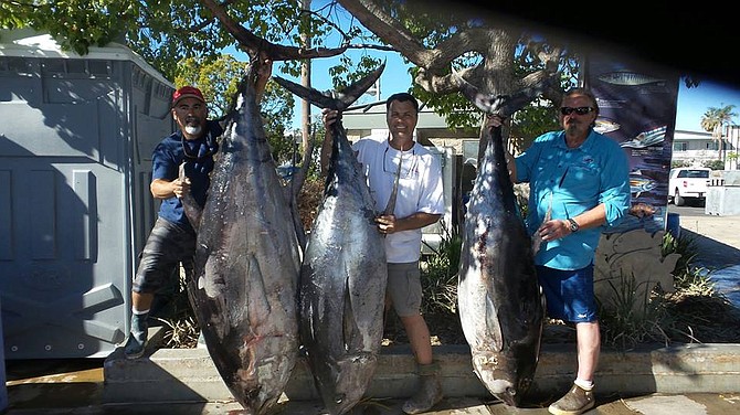 Fat Tuna from Clarion Island  