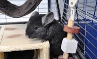 PETA claims the chinchillas were not cared for properly. This photo f their website.