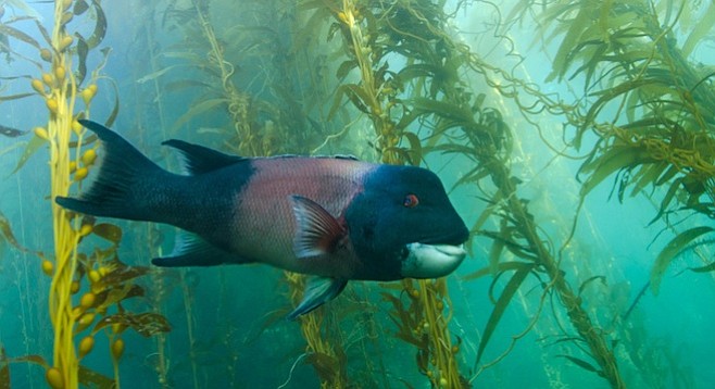A sheephead in a kelp forest. - Image by Alexander Sher