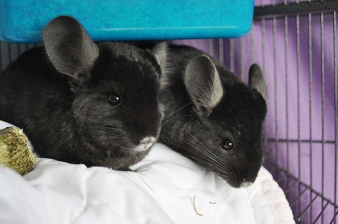 Chinchillas named "Brad" and "Angelina" following their acquisition by PETA