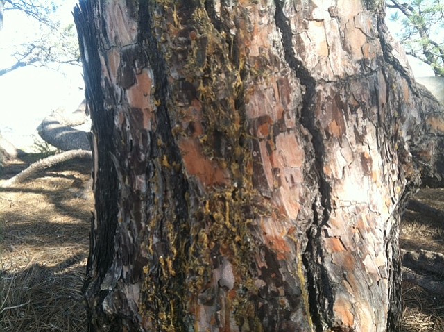 Oozing sap is a sign of infestation