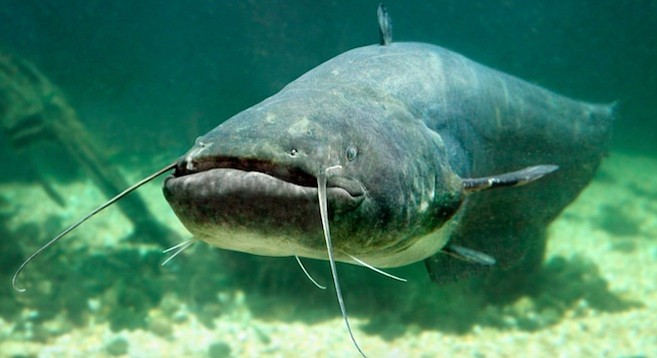 Catfish (Silurus Glanis)